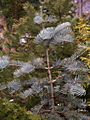 Abies concolor Violacea IMG_4819 Jodła jednobarwna